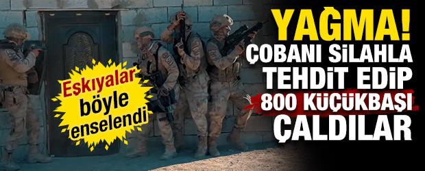 Van'da yağma! &Ccedil;obanı silahla tehdit edip 800 k&uuml;&ccedil;&uuml;kbaşı &ccedil;aldılar