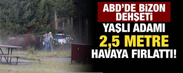 ABD'de bizon dehşeti: Yaşlı adamı 2,5 metre havaya fırlattı!