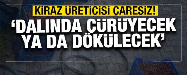 Kiraz &uuml;reticisi &ccedil;aresiz! 'Dalında &ccedil;&uuml;r&uuml;yecek ya da d&ouml;k&uuml;lecek'