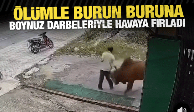 Vietnam'da kontrolden &ccedil;ıkan inek sahibine b&ouml;yle saldırdı