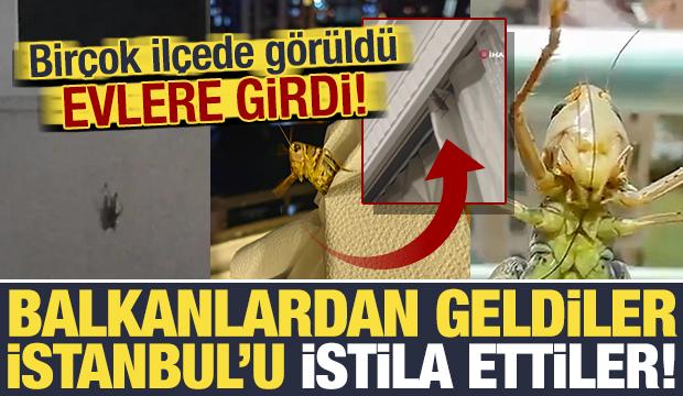 Balkanlardan geliyorlar! İstanbul'da alarm: Bir&ccedil;ok il&ccedil;ede g&ouml;r&uuml;ld&uuml;, evlerin i&ccedil;lerine girdi!
