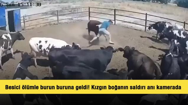 Besici &ouml;l&uuml;mle burun buruna geldi! Kızgın boğanın saldırı anı kamerada 