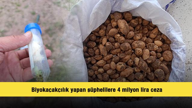 Bing&ouml;l&rsquo;de izinsiz salep toplayan ve biyoka&ccedil;ak&ccedil;ılık yapan ş&uuml;phelilere 4 milyon lira ceza