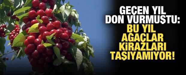 Ge&ccedil;en yıl don vurmuştu, bu yıl ağa&ccedil;lar kirazları taşıyamıyor!