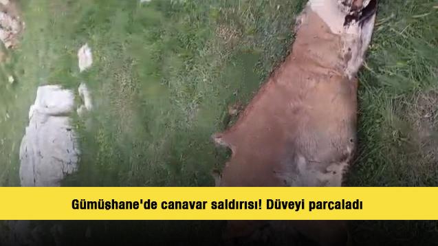 G&uuml;m&uuml;şhane'de canavar saldırısı! D&uuml;veyi par&ccedil;aladı 