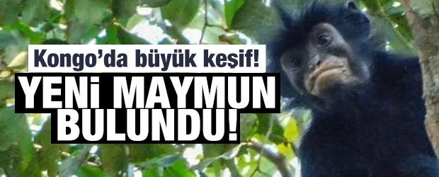 Kongo'da 5. maymun t&uuml;r&uuml;: Bilim d&uuml;nyasını heyecanlandıran keşif