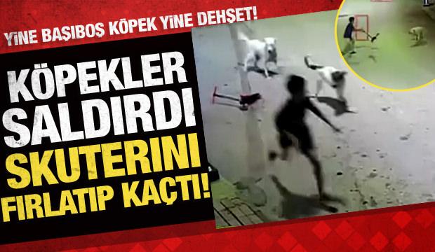 K&ouml;peklerin hedefi olan &ccedil;ocuk, canını elindeki skuterı fırlatarak kurtardı!