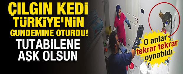 &Ccedil;ılgın kedi T&uuml;rkiye'nin g&uuml;ndemine oturdu! Tutabilene aşk olsun