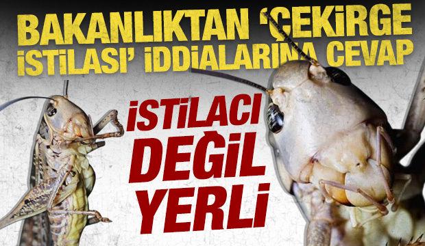 İstanbul'daki &ccedil;ekirgeler istilacı değil yerli &ccedil;ıktı: Biyolojik dengeye katkı sağlıyorlar