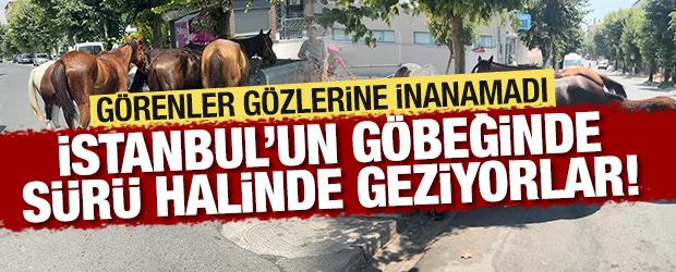 İstanbul'un g&ouml;beğinde şaşırtan manzara! Cadde ortasında s&uuml;r&uuml; halinde geziyorlar!