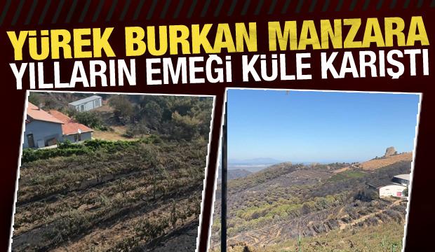300 d&ouml;n&uuml;m &uuml;z&uuml;m bağı k&uuml;le karıştı! İşte y&uuml;rek burkan manzara...