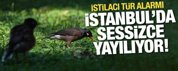 İstanbul'da istilacı t&uuml;r alarmı! Giderek artıyor, kentte d&ouml;rt bir alana yayıldı!