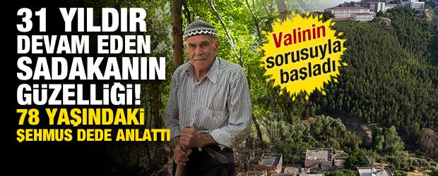 Kurak araziyi yeşertti! 31 yılda 25 bin ağa&ccedil; diken Şehmus dede anlattı 