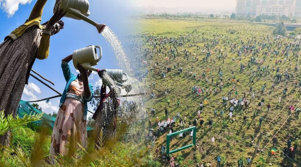 12 saate 353 milyon ağa&ccedil; dikimi &uuml;lkede felaketi getirdi: Doğanın dengesi alt &uuml;st oldu