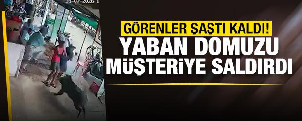 &Ouml;fkeli yaban domuzu &ccedil;ay ocağındakilere saldırdı