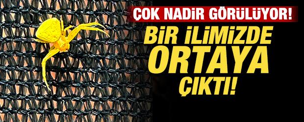 &Ccedil;ok nadir g&ouml;r&uuml;len t&uuml;rlerden: Bir ilimizde ortaya &ccedil;ıktı