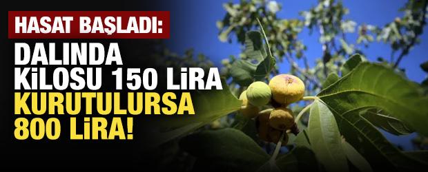 Dalında kilosu 150 TL, kurutulursa 800 TL! Hasat başladı