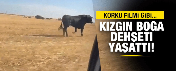 Boğa dehşeti kamerada!