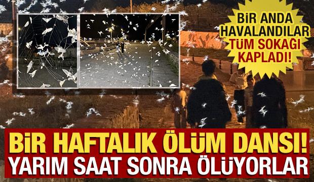 G&ouml;ky&uuml;z&uuml;n&uuml; bir anda kapladı! '&Ouml;l&uuml;m dansı' başladı, yarım saat sonra &ouml;l&uuml;yorlar!