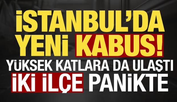 İstanbul'da yeni kabus! İki il&ccedil;e panikte, uzmanlardan 'sakın &ouml;ld&uuml;rmeyin' uyarısı...