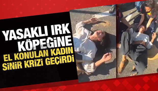 Yasaklı ırk k&ouml;peğine el konulan kadın sinir krizi ge&ccedil;irdi!