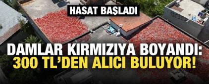 Damlar kırmızıya boyandı! 300 TL'den alıcı buluyor