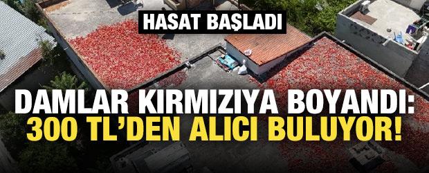 Damlar kırmızıya boyandı! 300 TL'den alıcı buluyor