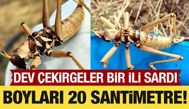 Dev &ccedil;ekirgeler Van&rsquo;ı sardı! Boyları 20 santimetreye yaklaşabiliyor