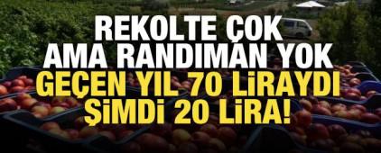 Ge&ccedil;en yıl 70 liraydı, şimdi 20 lira! Rekolte &ccedil;ok ama randıman yok