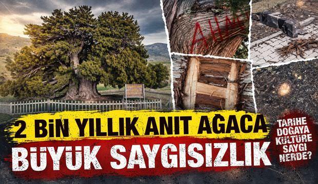 Konya'da 2 bin yıllık anıt ağaca b&uuml;y&uuml;k saygısızlık!