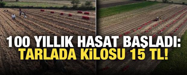 100 yıllık hasat başladı! Tarlada kilosu 15 TL
