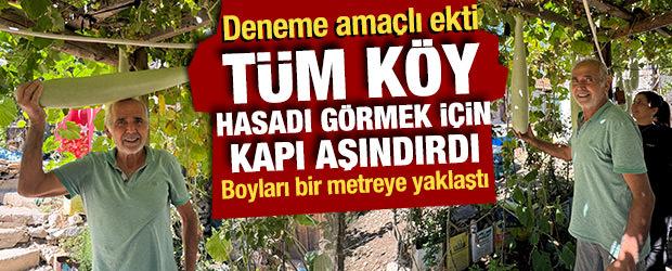 Antalya'da deneme ama&ccedil;lı ekti! Hasada kendisi bile inanamadı... İşte selvi boylu kabaklar