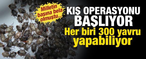 Kahverengi kokarcaya kış operasyonu! 26 bin tuzak devrede