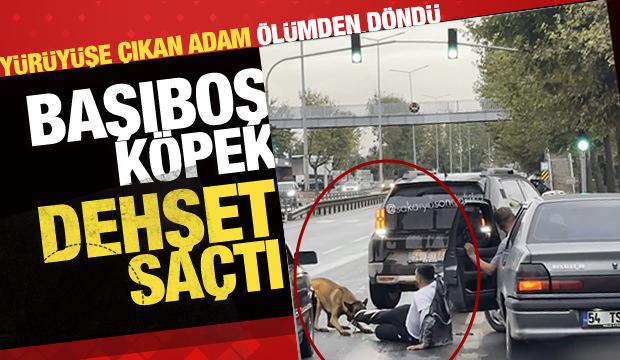 Sakarya'da başıboş k&ouml;pek dehşeti: Y&uuml;r&uuml;y&uuml;şe &ccedil;ıkan vatandaşı yolda s&uuml;r&uuml;kledi