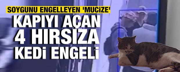 K&uuml;&ccedil;&uuml;kcekmece'de soygunu engelleyen 'Mucize': Kapıyı a&ccedil;an 4 hırsıza kedi engeli