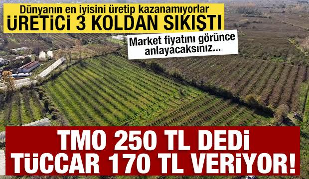 TMO 250 TL dedi, piyasa 170 TL'de kaldı! &Ccedil;ift&ccedil;i fiyat, kokarca ve yağmur arasında sıkışıp kaldı
