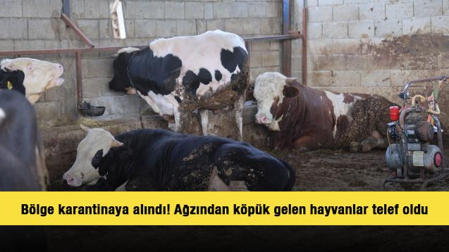 Hatay'da b&ouml;lge karantinaya alındı! Ağzından k&ouml;p&uuml;k gelen hayvanlar telef oldu