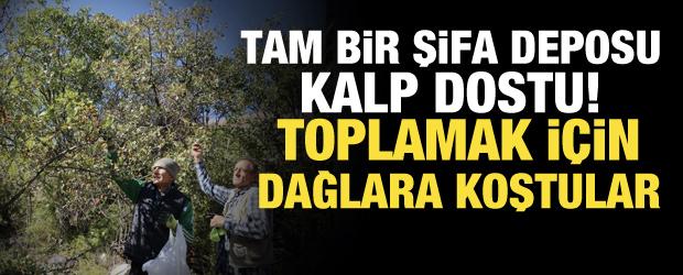 Tam bir kalp dostu! Şifa kaynağını toplamak i&ccedil;in dağlara akın ettiler!