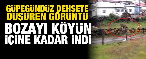 G&uuml;peg&uuml;nd&uuml;z dehşete d&uuml;ş&uuml;ren g&ouml;r&uuml;nt&uuml;: Devasa ayı k&ouml;y&uuml;n i&ccedil;ine kadar indi