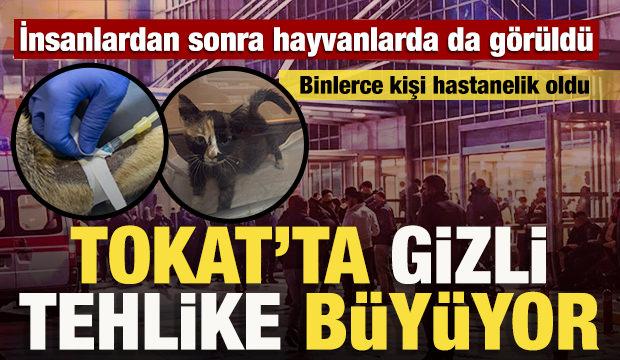 Tokat&rsquo;ta 5 bin kişi etkilenmişti: Hastalık sokak hayvanlarında da g&ouml;r&uuml;ld&uuml;