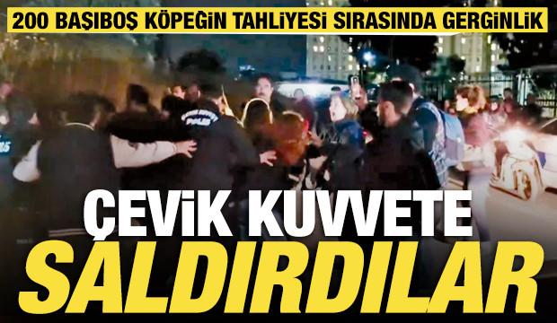 200 başıboş k&ouml;peğin tahliyesi sırasında gerginlik: G&uuml;venlik g&uuml;&ccedil;lerine saldırdılar