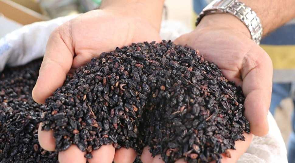 Bu meyveyi sadece Sivaslılar biliyor! Bitmeyen faydaları ile &ouml;ne &ccedil;ıkıyor