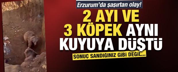 Erzurum&rsquo;da şaşırtan olay! 2 ayı ve 3 k&ouml;pek aynı kuyuya d&uuml;şt&uuml;