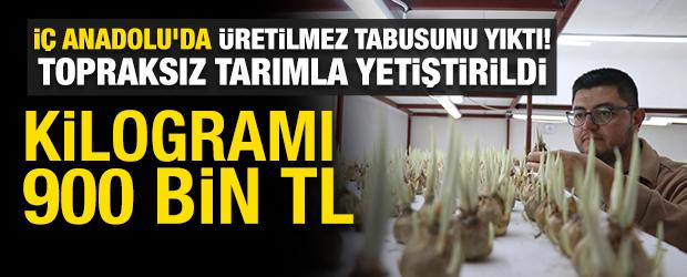 İ&ccedil; Anadolu'da &uuml;retilmez tabusunu yıktı! Topraksız tarımla 15 bin safran yetiştirdi