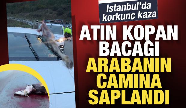 Arnavutk&ouml;y'de korkun&ccedil; kaza: Atın kopan bacağı arabanın camına saplandı