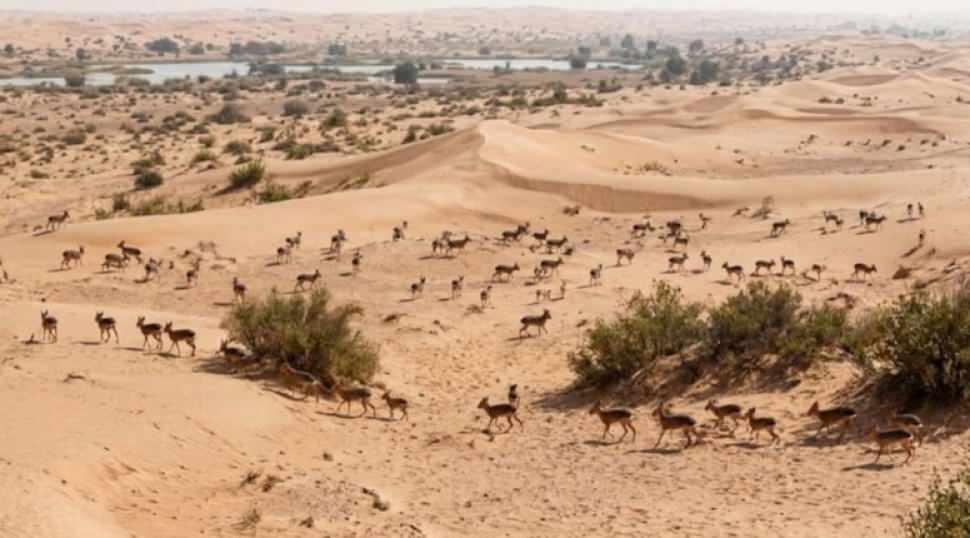 Dubai'yi alarma ge&ccedil;iren g&ouml;r&uuml;nt&uuml;! Sayıları giderek &ccedil;oğalıyor, nasıl geldikleri bilinmiyor