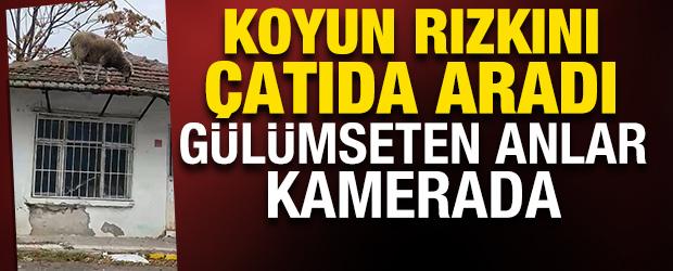 Edirne'de ilgin&ccedil; anlar! Koyun rızkını &ccedil;atıda aradı 