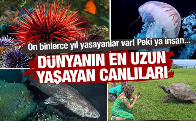 On binlerce yıl yaşayan şaşırtıcı canlılar! İşte d&uuml;nyanın en uzun yaşayan canlıları...