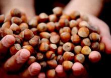 Ticaret borsalarında 217 bin tonu aşkın fındık işlem g&ouml;rd&uuml;