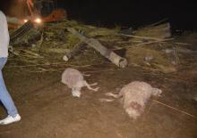 Aksaray'da facia: 50 hayvan öldü